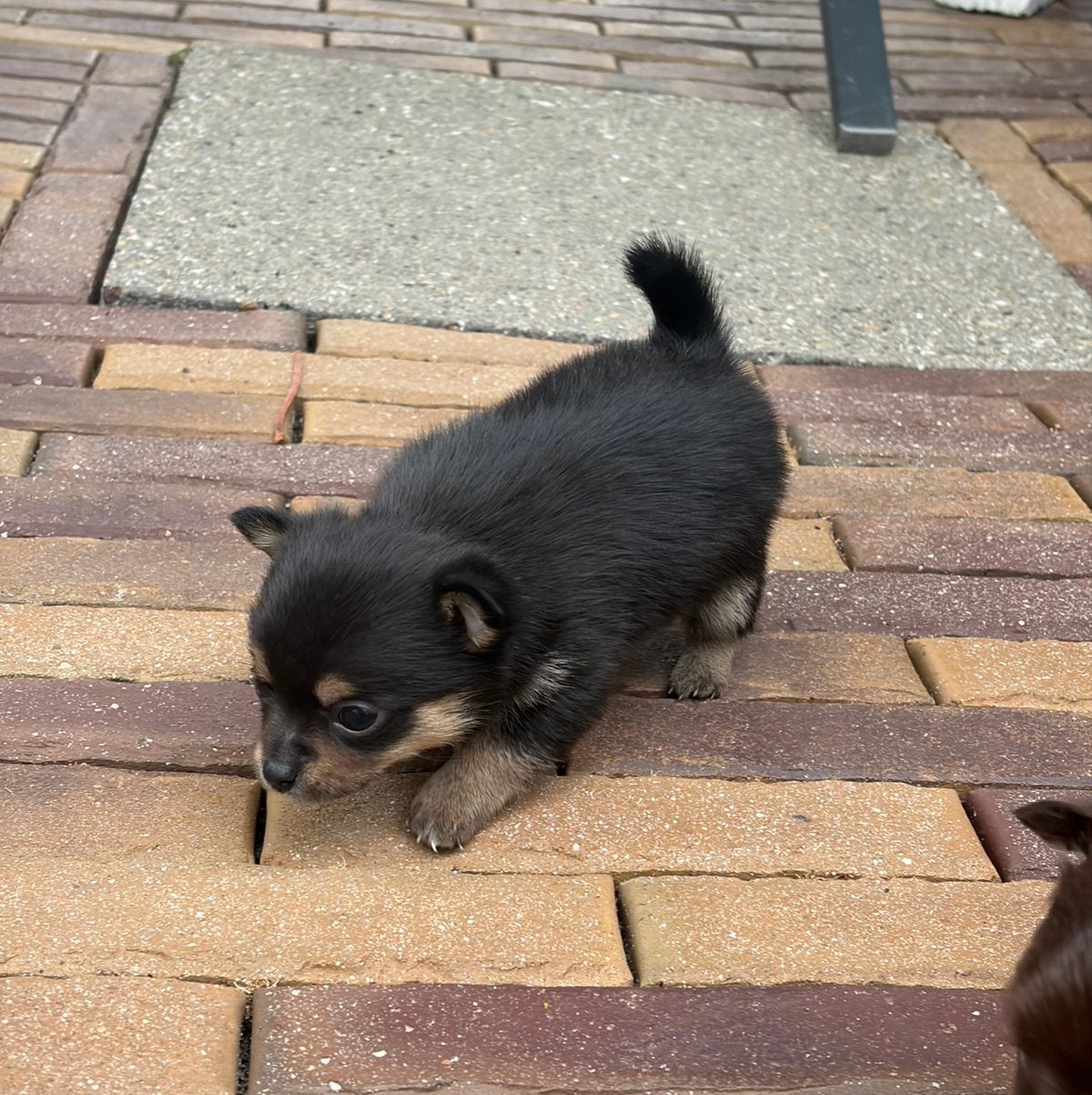 Mini Pomchi (pomeranian x chihuahua) puppy’s, Dieren en Toebehoren, Honden | Chihuahua's en Gezelschapshonden, Parvo, Overige rassen