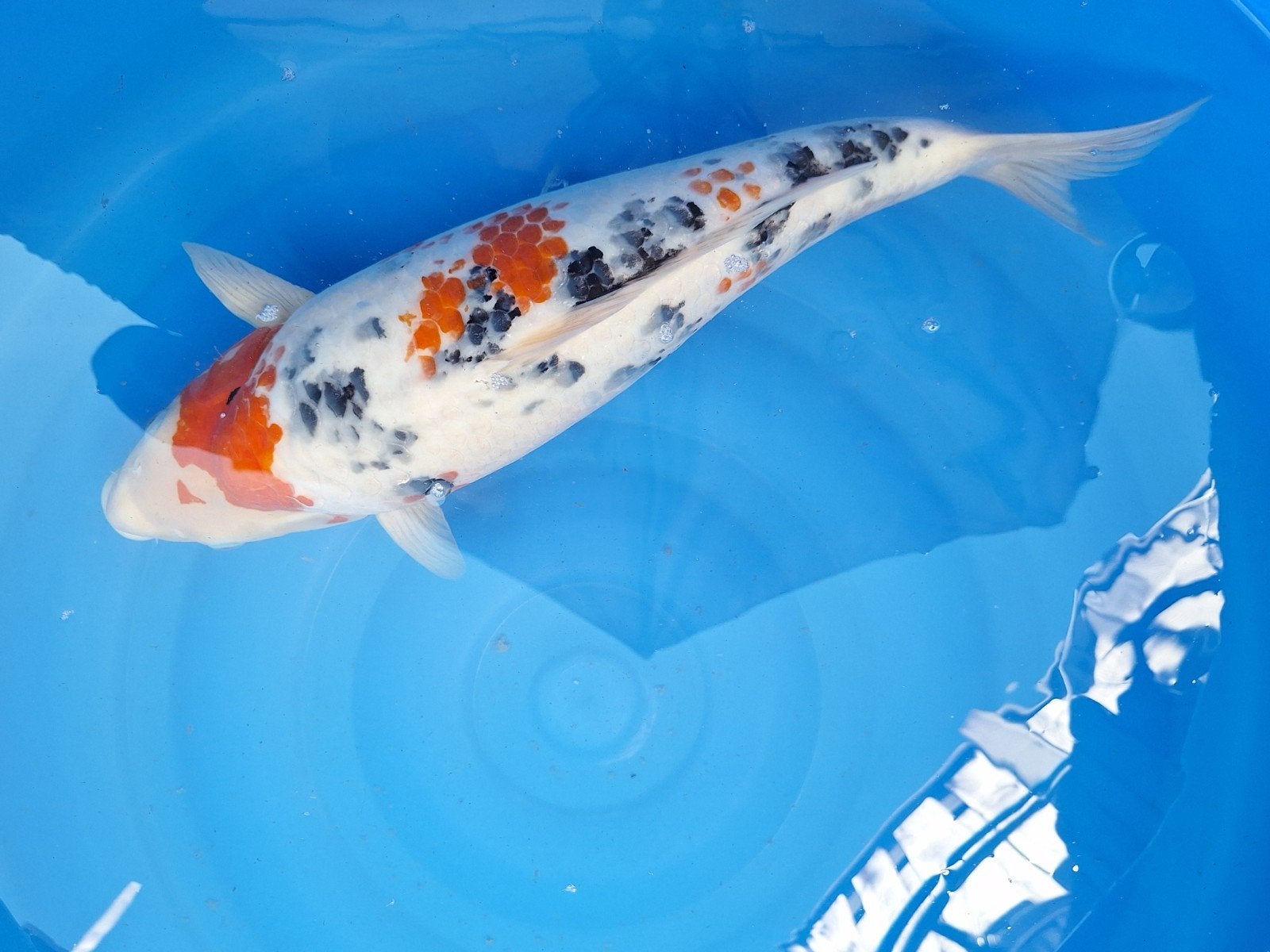 koi karper, Dieren en Toebehoren, Vissen | Vijvervissen, Karper of Koi