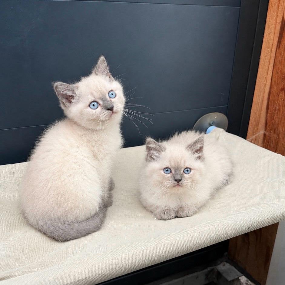 Britse Korthaar/Langhaar kittens, Dieren en Toebehoren, Kater, Ontwormd, 0 tot 2 jaar
