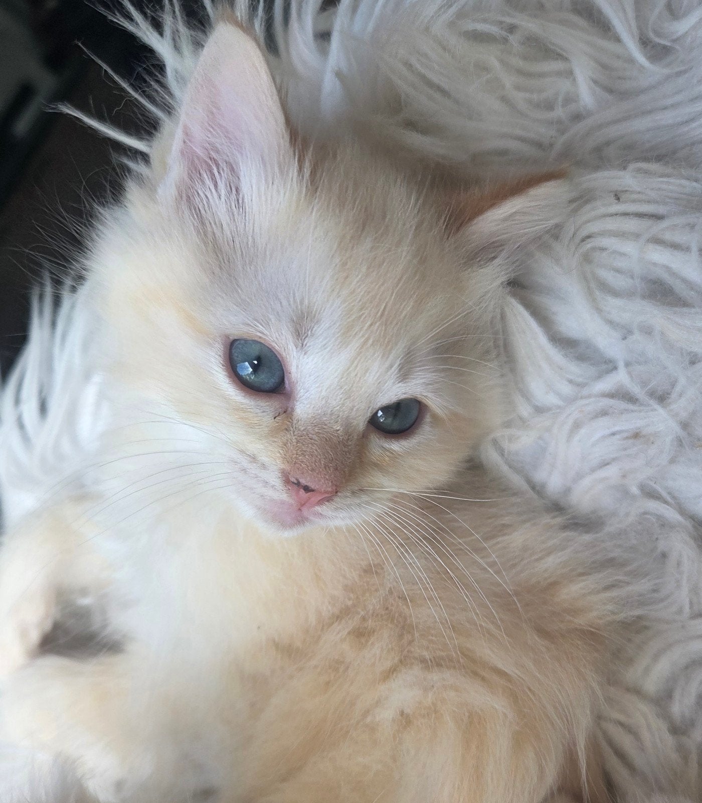 Super Lieve Rode ragdoll kitten!, Kater