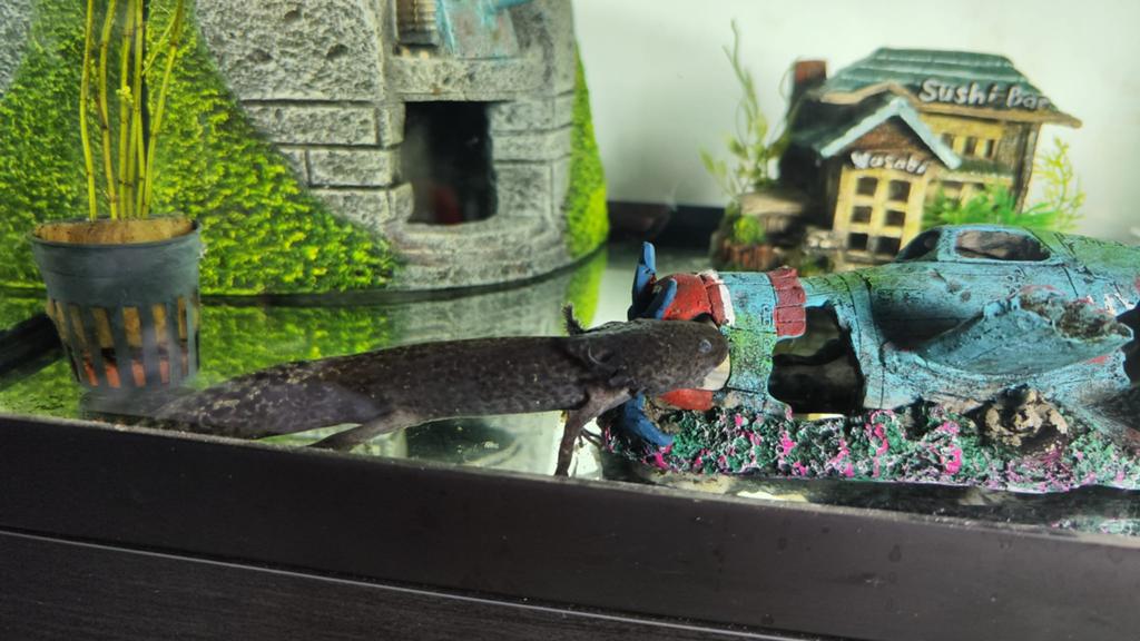 Aquarium met Axolotl, Dieren en Toebehoren, Overige typen, Zoetwatervis