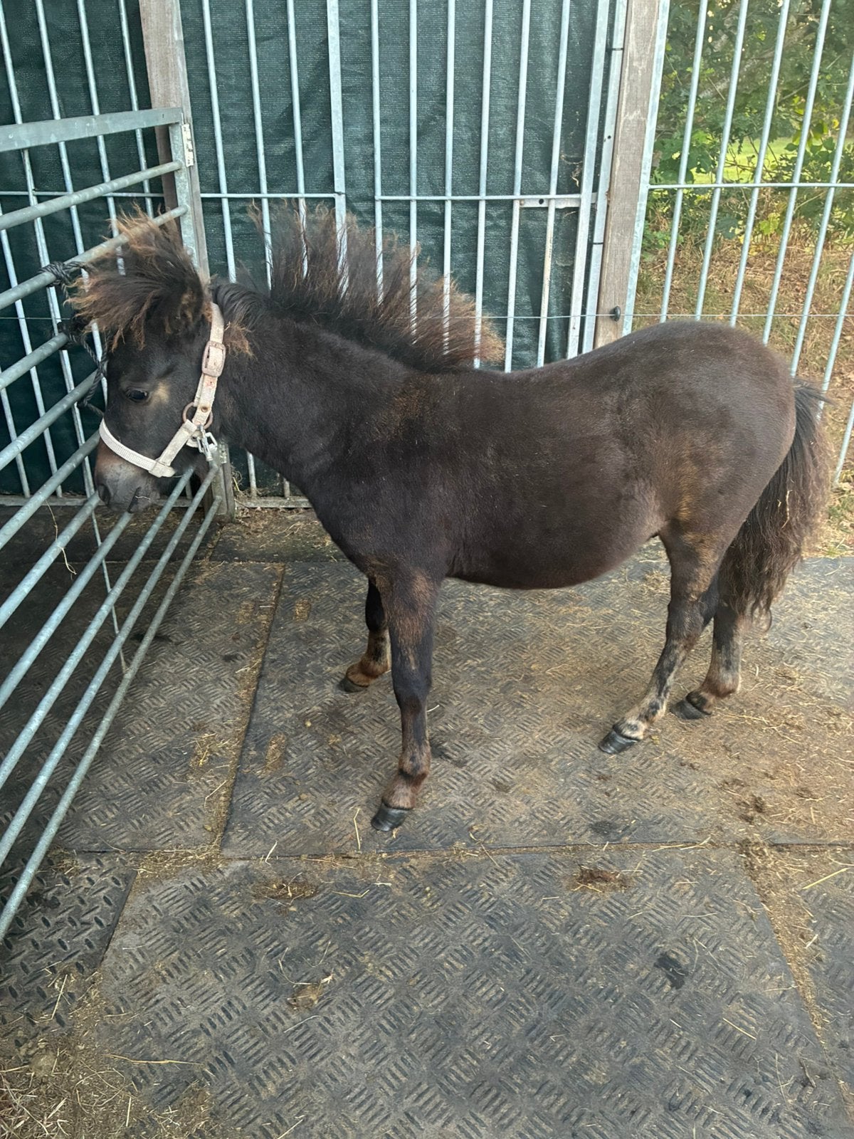 Tk appaloosa hengst veulen  begin april, Hengst