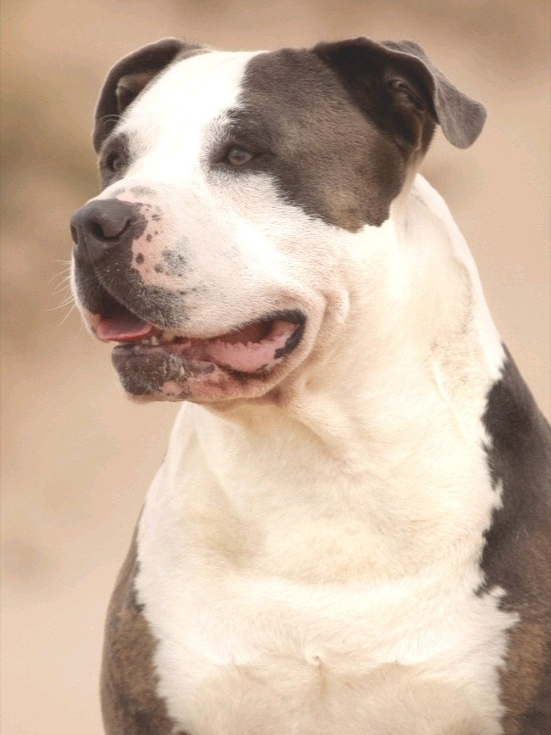 American Bully xl Dekreu *Getest *ABKC, Eén hond, 3 tot 5 jaar, Nederland, Particulier