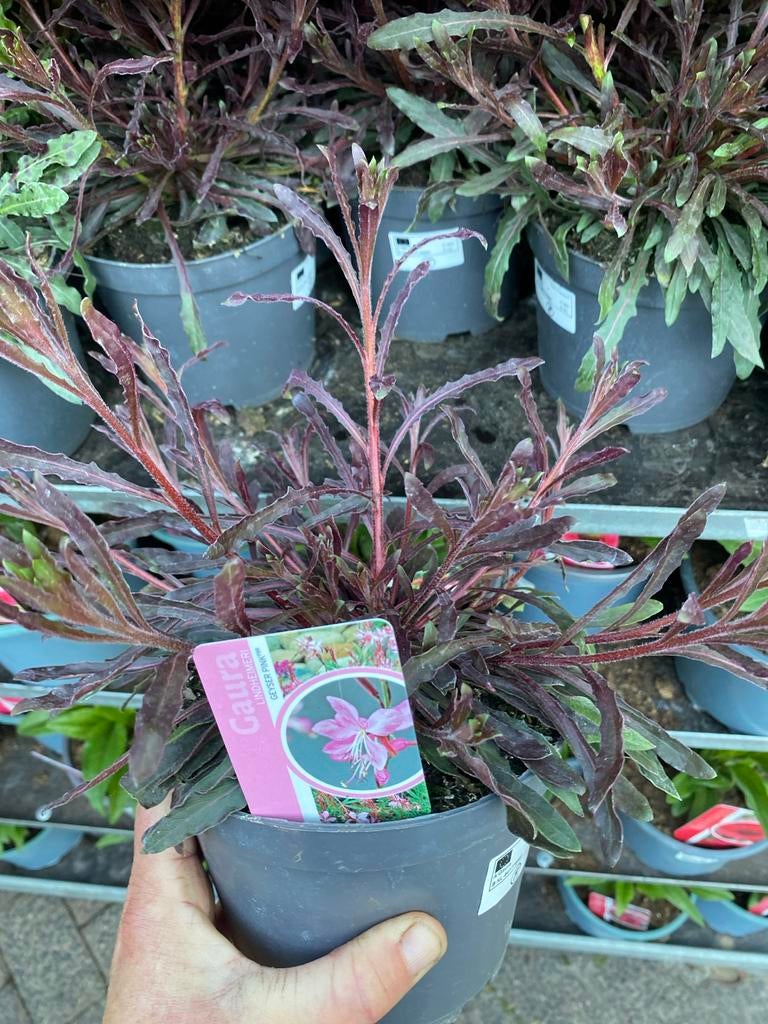 Gaura: Elegante Vlinderbloem in Wit en Roze, Tuin en Terras, Planten | Tuinplanten, Vaste plant, Overige soorten, Volle zon, Zomer