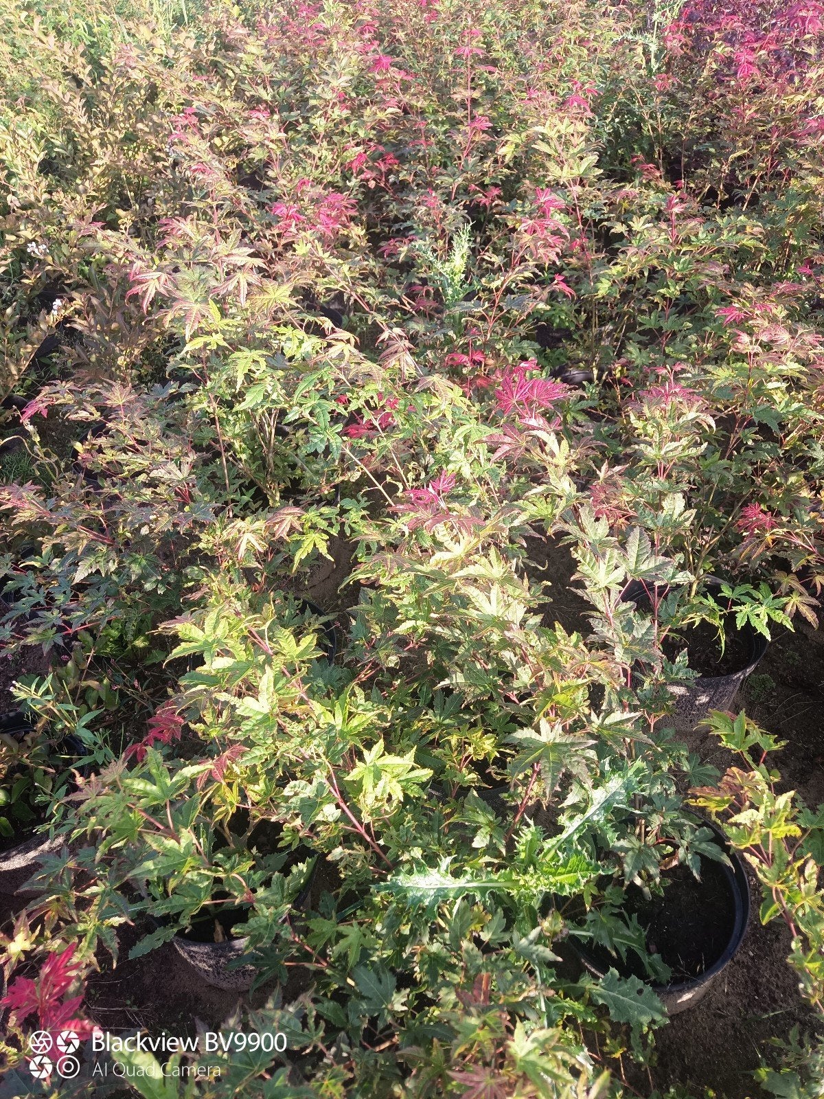Japanse esdoorn acer palmatum struik / boom  +-80cm, Tuin en Terras, In pot, Bloeit niet, Halfschaduw, Minder dan 100 cm