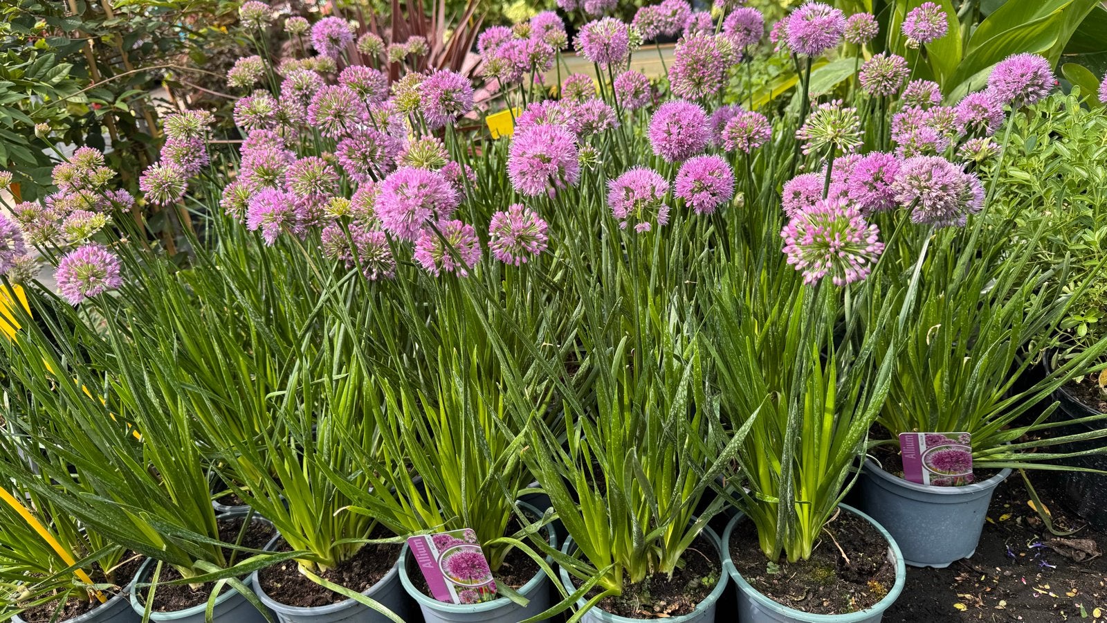 Allium 'Millenium' in 17 cm pot - Sierui, Volle zon, Vaste plant, Zomer, Ophalen