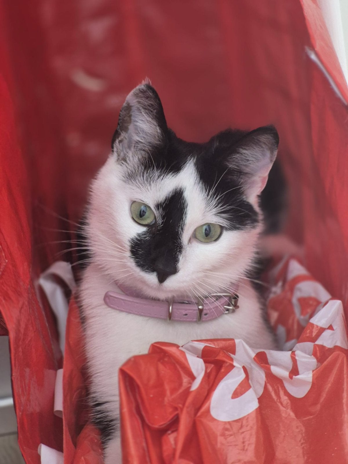 Lieve kat zoekt een nieuw warm thuis, Dieren en Toebehoren, Poes