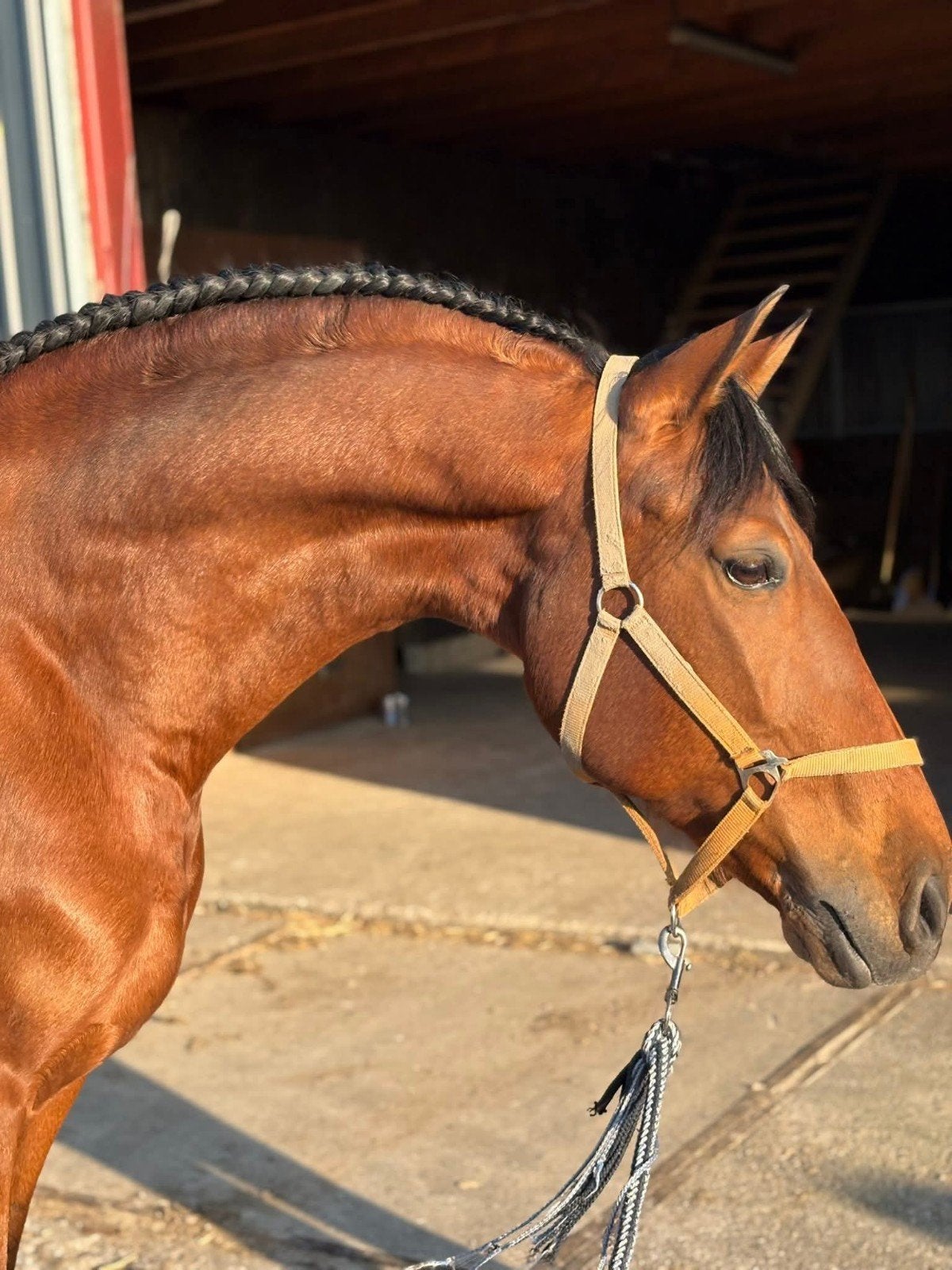Recreatie paard / weidemaatje/ PRE andalusier, Dieren en Toebehoren, Paarden, Ruin, Recreatiepaard