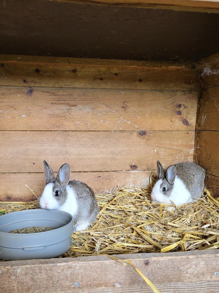 Hollander konijntjes., Meerdere dieren, Middelgroot, 0 tot 2 jaar