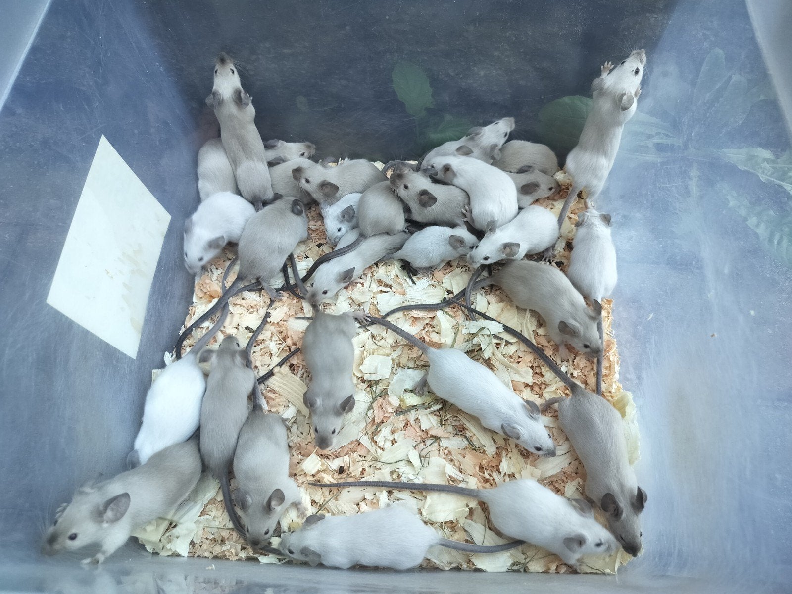 Engelse muis, April, Muis, Meerdere dieren, Tam