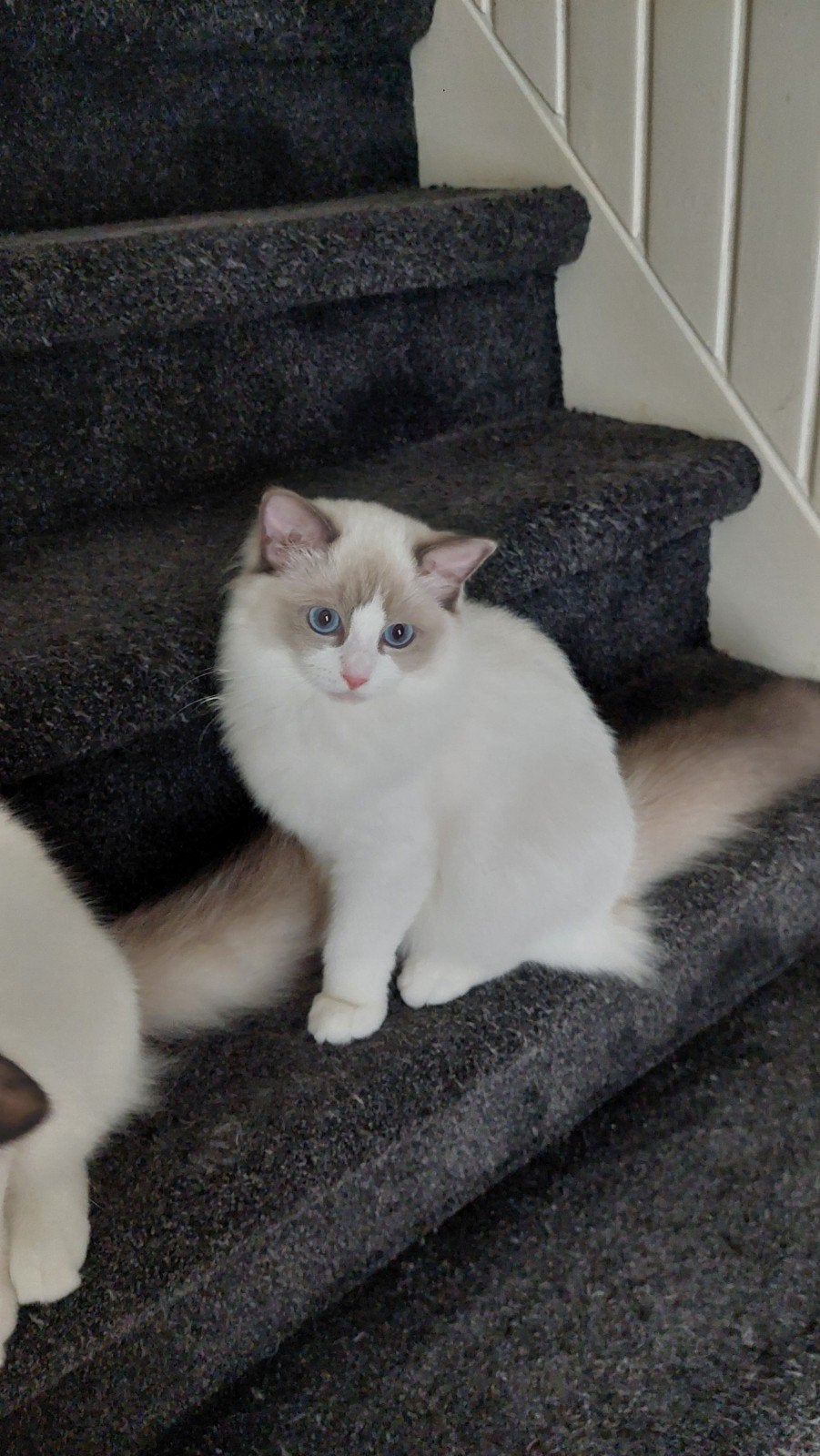 ragdoll poesjes met stamboom, Dieren en Toebehoren, Poes, Met stamboom, 0 tot 2 jaar