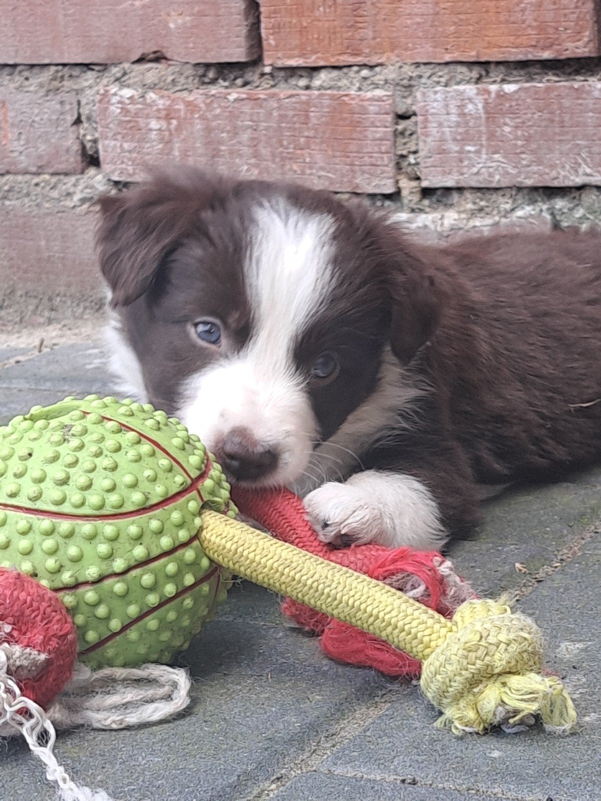 Border collie pups, 8 tot 15 weken, Collie, Meerdere, Meerdere dieren
