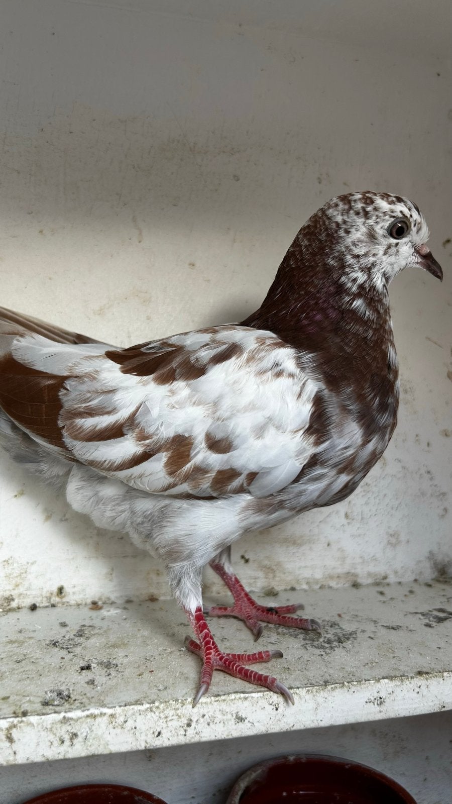 Duif, Meerdere dieren, Tuimelaar of Roller