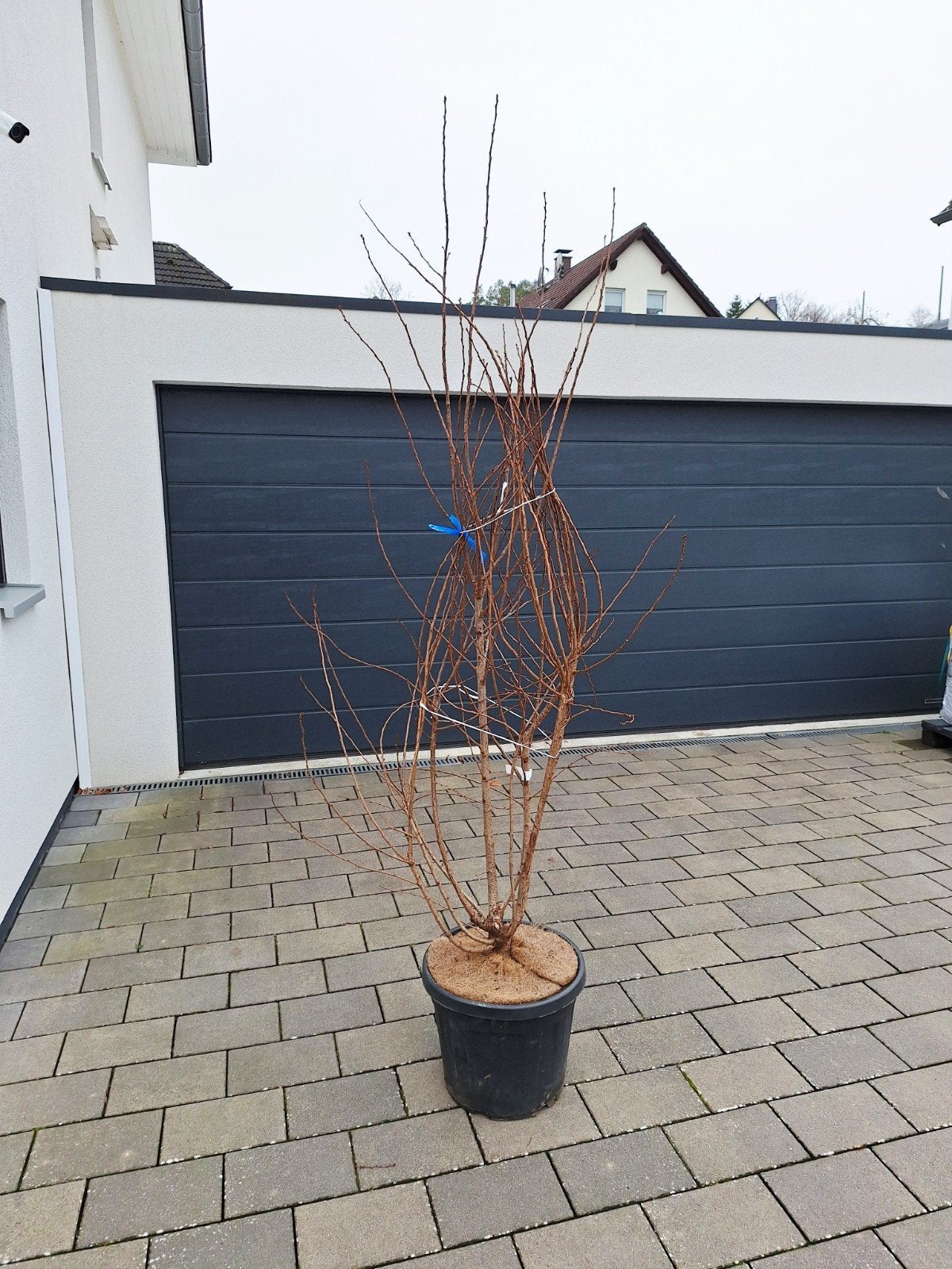 Japanse Sierkers  Prunus  'Autumnalis Rosea'  🍀🌸, Tuin en Terras, Planten | Bomen, Overige soorten, Halfschaduw, Ophalen