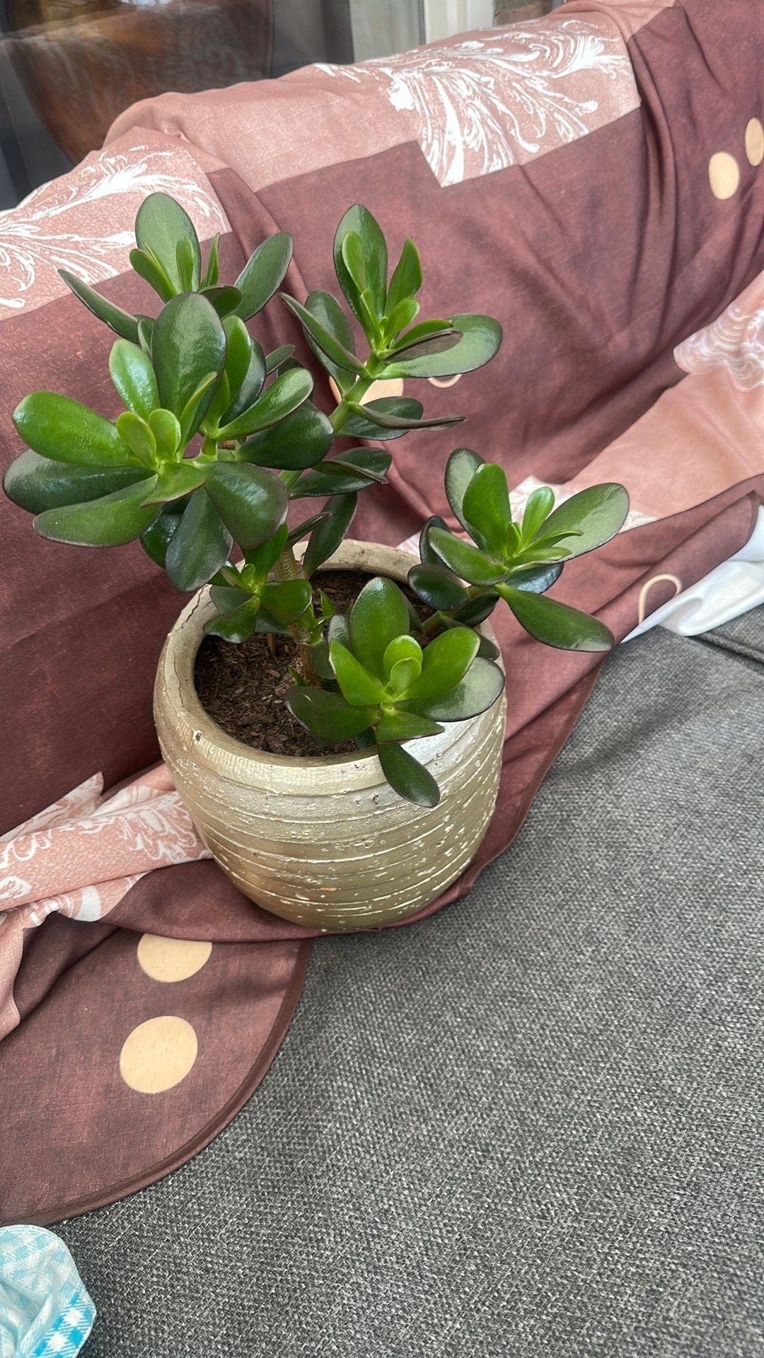 Crassula, Ophalen, Halfschaduw, Minder dan 100 cm