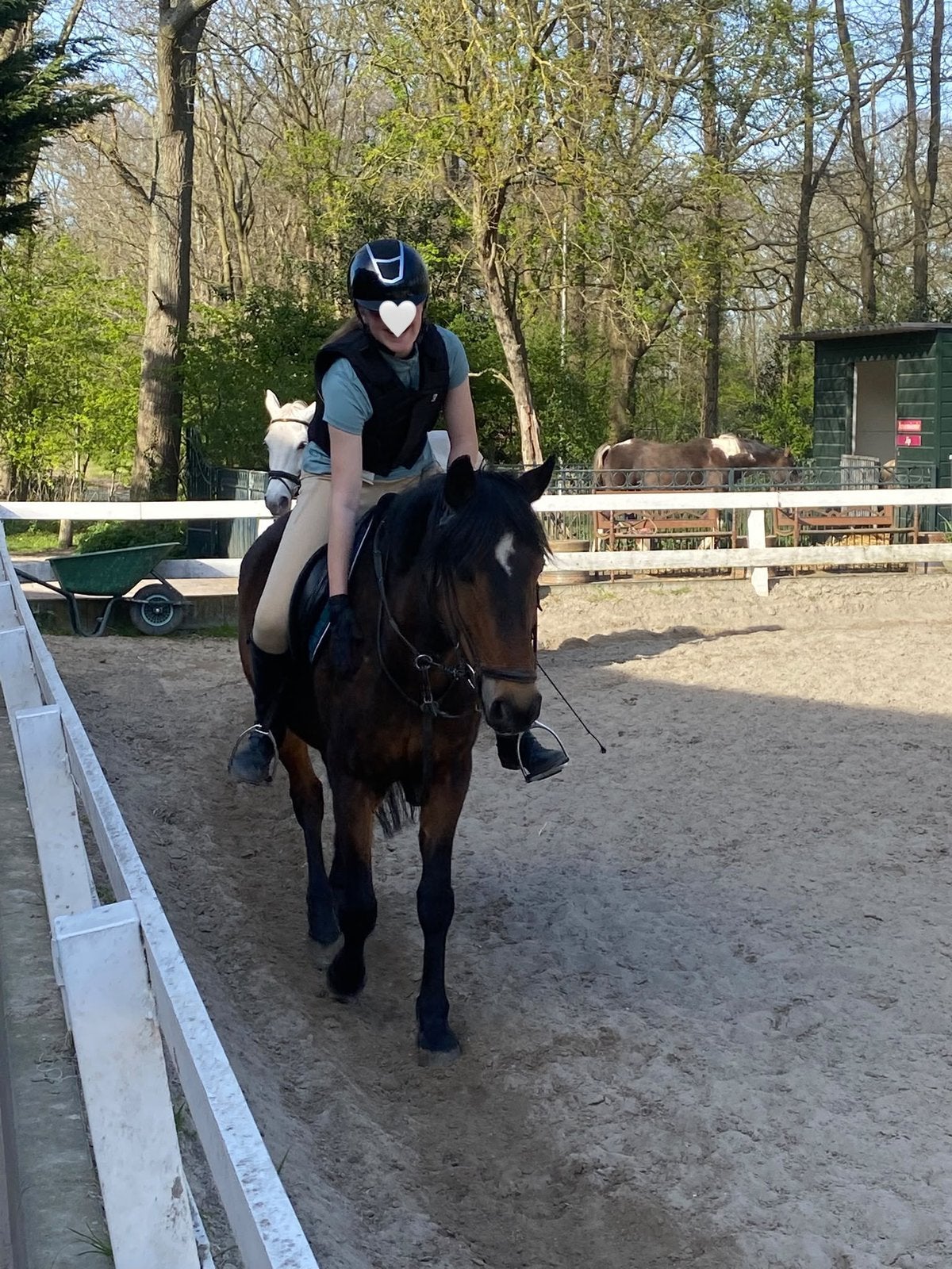 Verzorgpaard gezocht/verzorger aangeboden, Dieren en Toebehoren, Ophalen of Verzenden, Nieuw