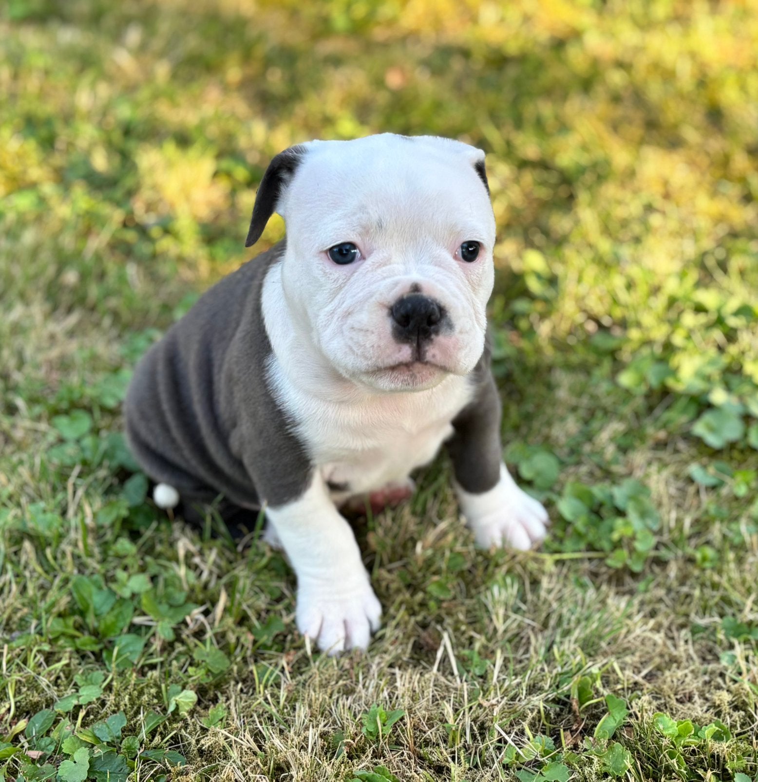 Prachtige Old English Bulldog puppy’s, Dieren en Toebehoren, Honden | Bulldogs, Pinschers en Molossers, Parvo, 8 tot 15 weken
