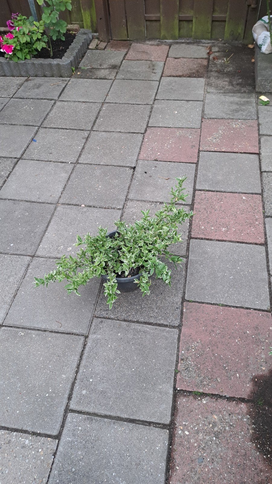 Struiken aantal 3 planten 2 jaar oud zijn, Ophalen of Verzenden, Zo goed als nieuw, Beton, Klinkers