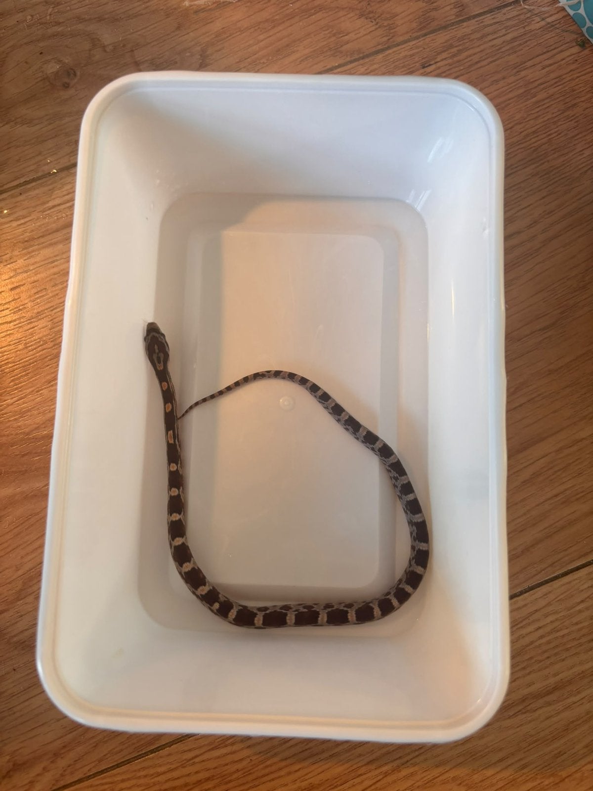 Jonge rattenslangen te koop. Mogen  al verhuizen Rat Snake photo 8
