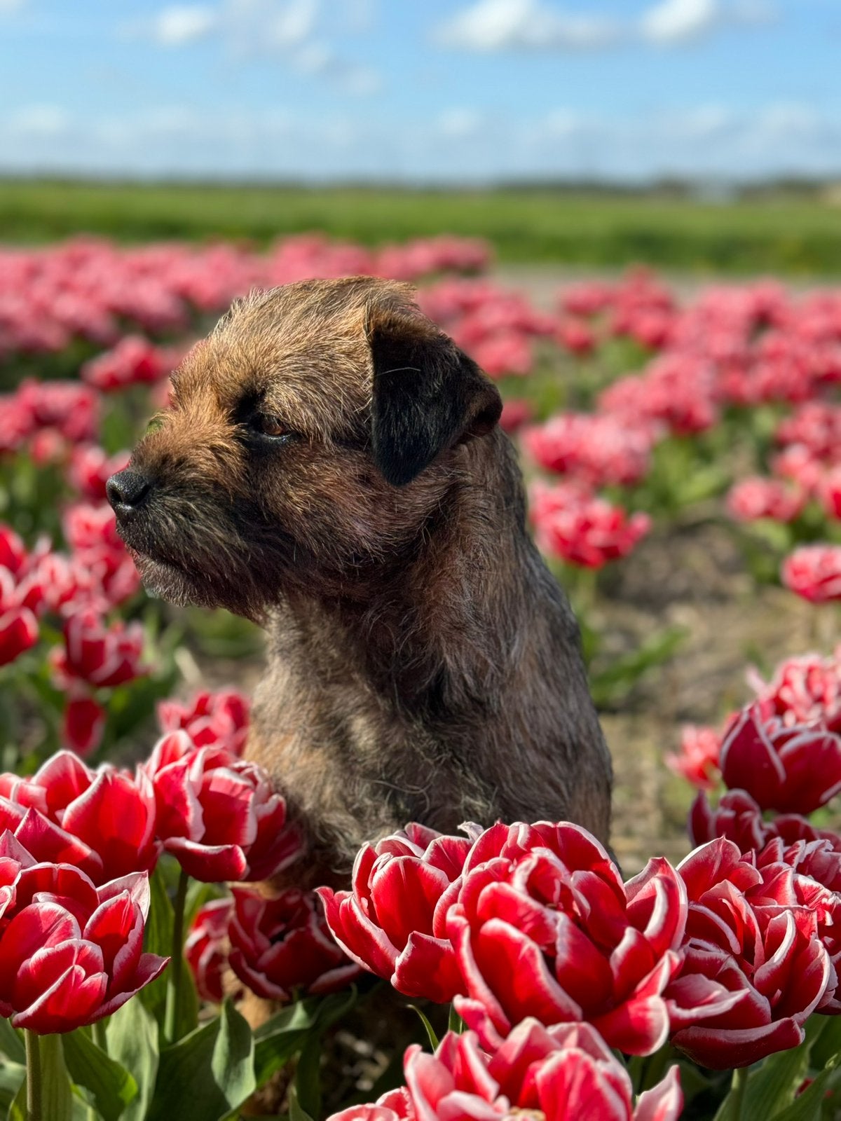 Border terrier pups, Dieren en Toebehoren, Honden | Jack Russells en Terriërs, Overige rassen, 8 tot 15 weken, Parvo, Meerdere