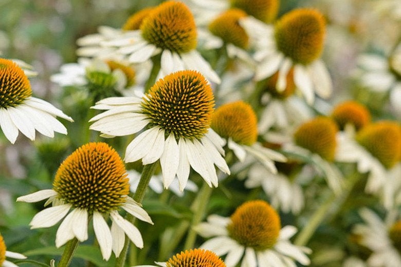 Echinacea purpurea 'White Swan' / Zonnehoed P9 en 2 L pot, Ophalen of Verzenden, Vaste plant