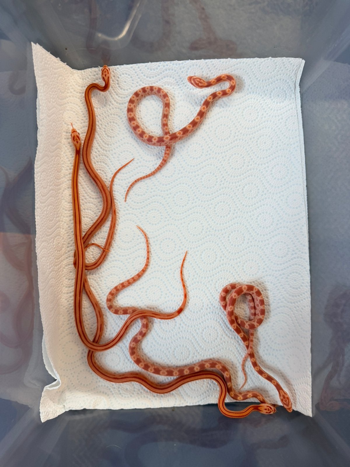 Jonge Amel Stripe korenslangen – geboren juli 2026 Corn Snake - unknown for sale from Jim