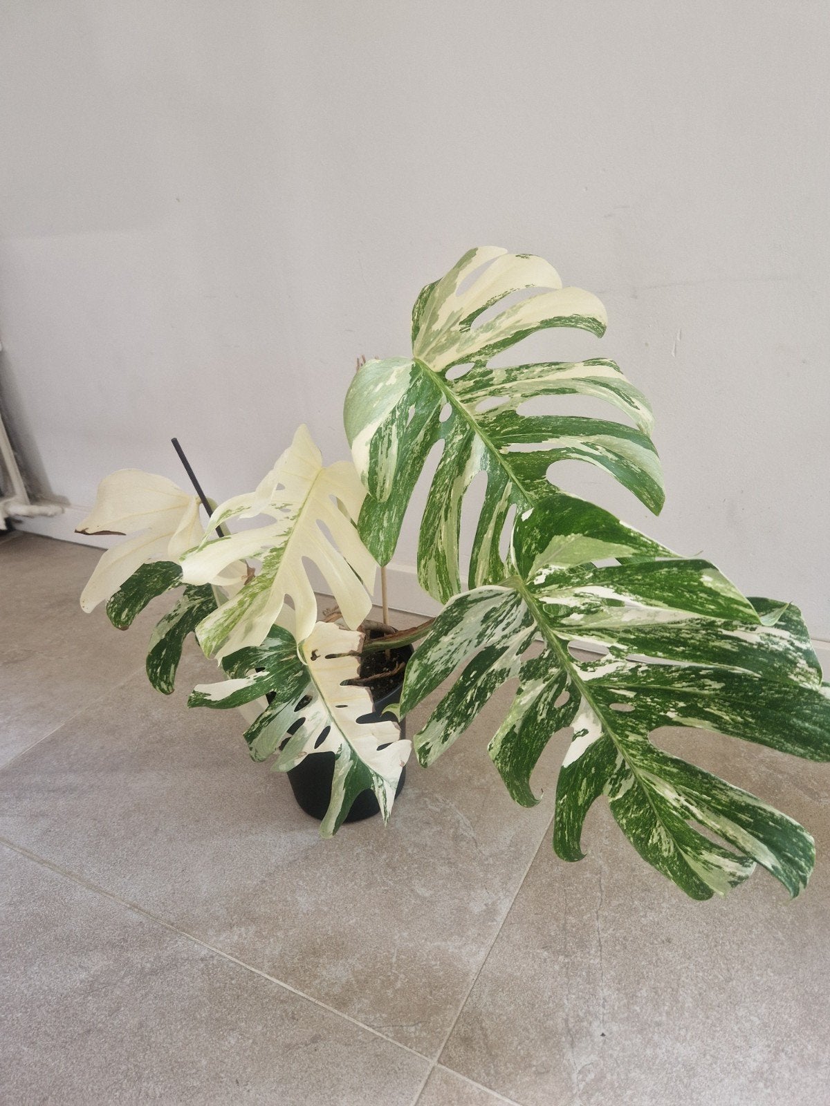 Monstera Deliciosa Variegata - Grote kamerplant, Vaste plant, Bloeit niet, Halfschaduw, Ophalen
