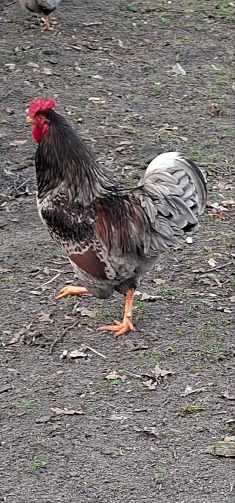 Broedeieren Blauw dubbel gezoomde Barnevelders, Dieren en Toebehoren, Pluimvee, Geslacht onbekend, Kip