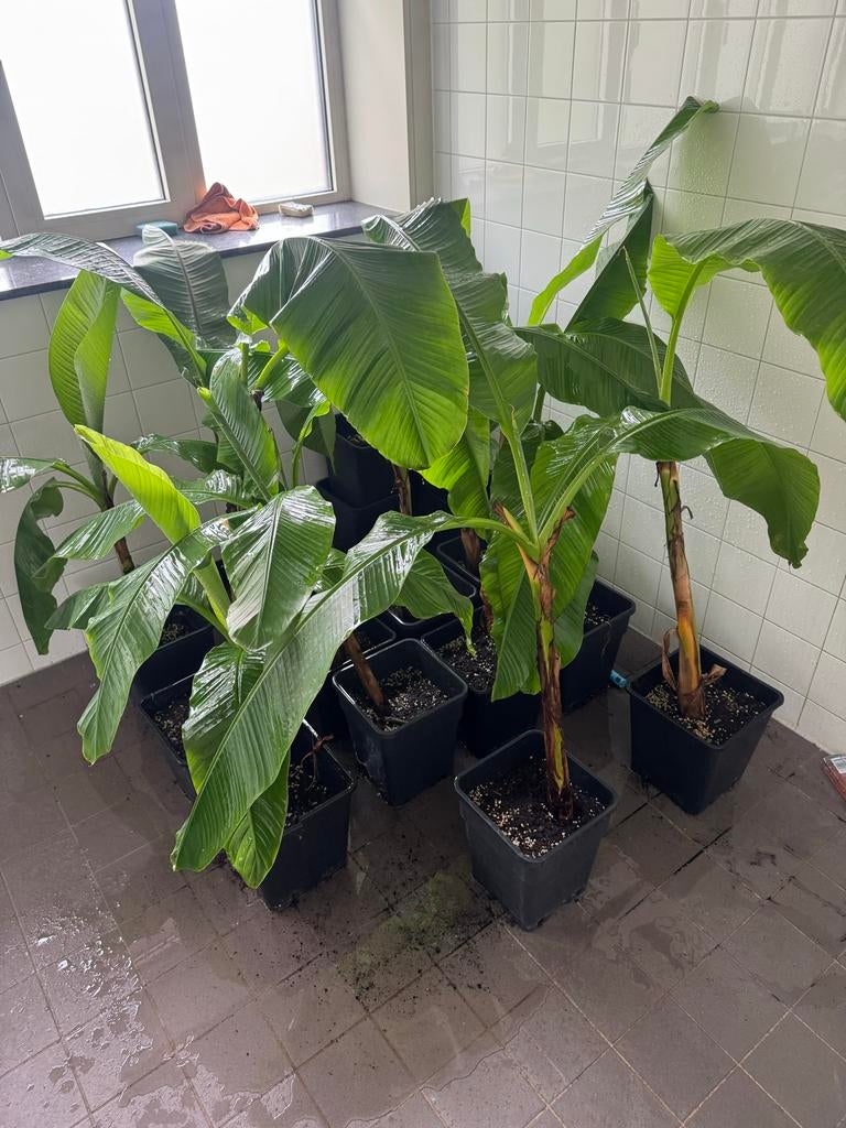 Jonge Musa Basjoo bananenplantjes (90-110cm), Tuin en Terras, Ophalen, Volle zon, Vaste plant, Bloeit niet