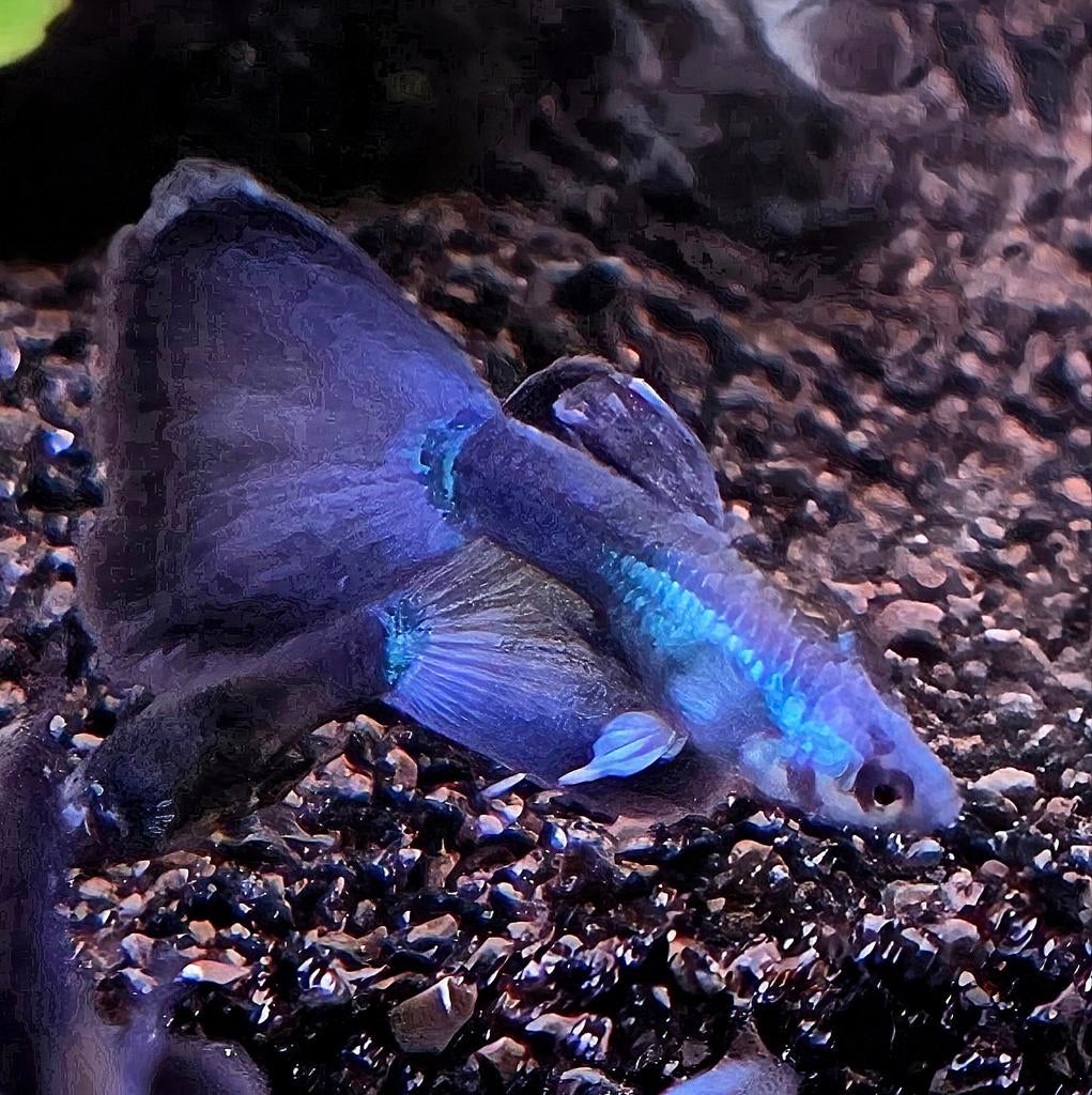 Blue moscow guppen,  blauwe guppen / guppy's/ guppies, Vis, Zoetwatervis
