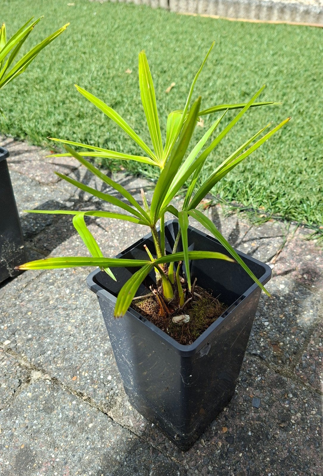Trachycarpus Fortunei Palmboom Winterhard, Overige soorten, Volle zon, Vaste plant, Ophalen of Verzenden