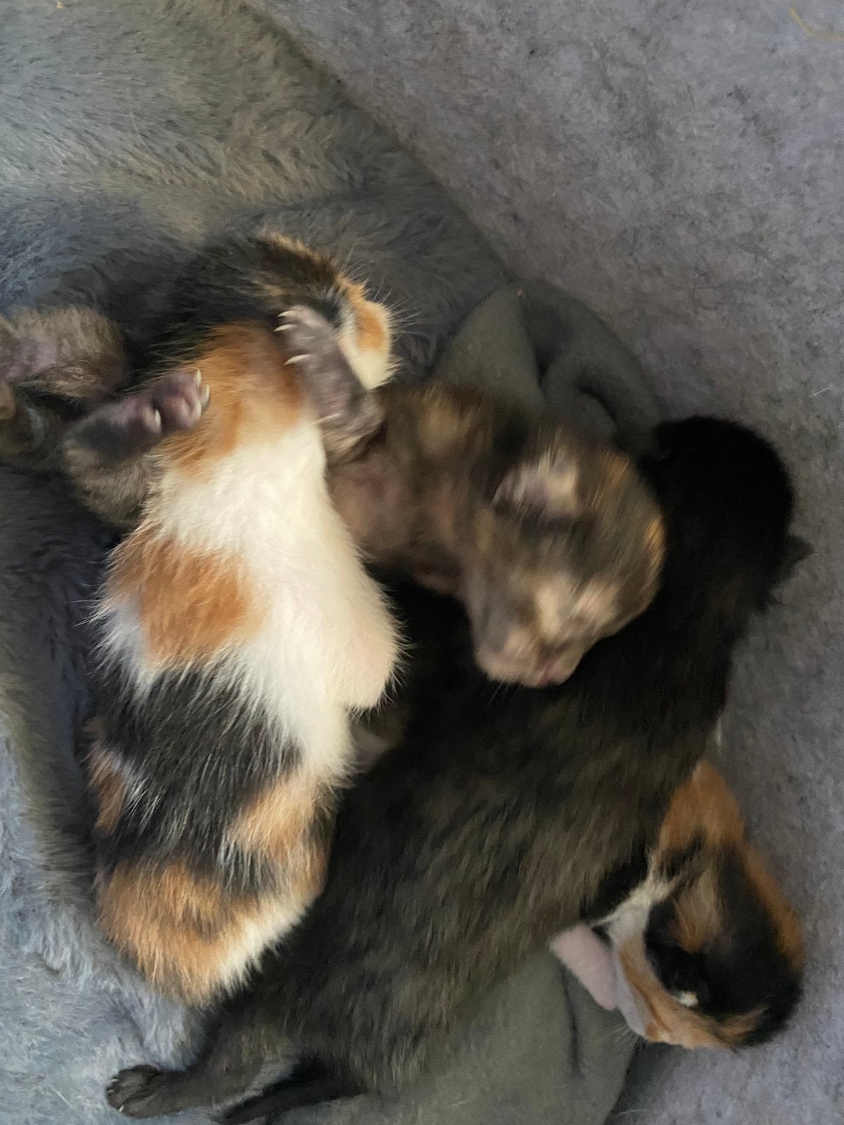 Kittens, Poes, Kortharig