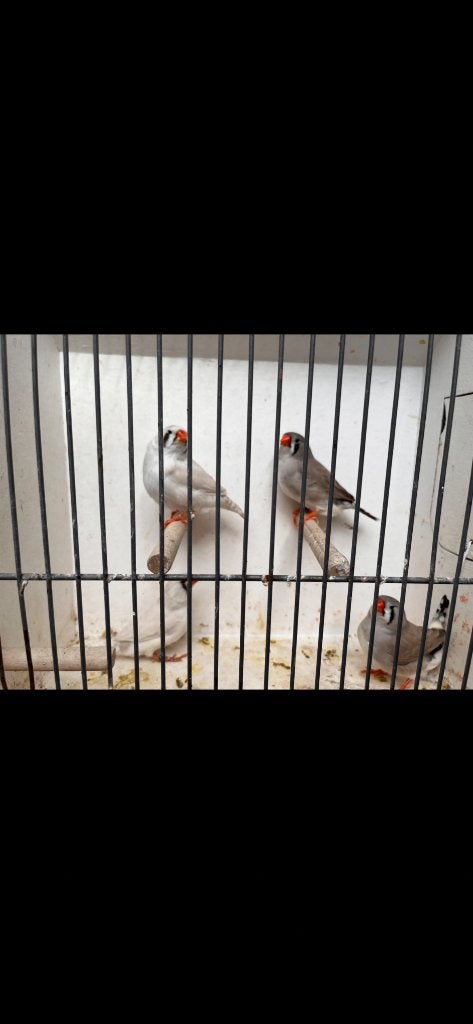 Zebravinken, Dieren en Toebehoren, Meerdere dieren, Tropenvogel, Geringd