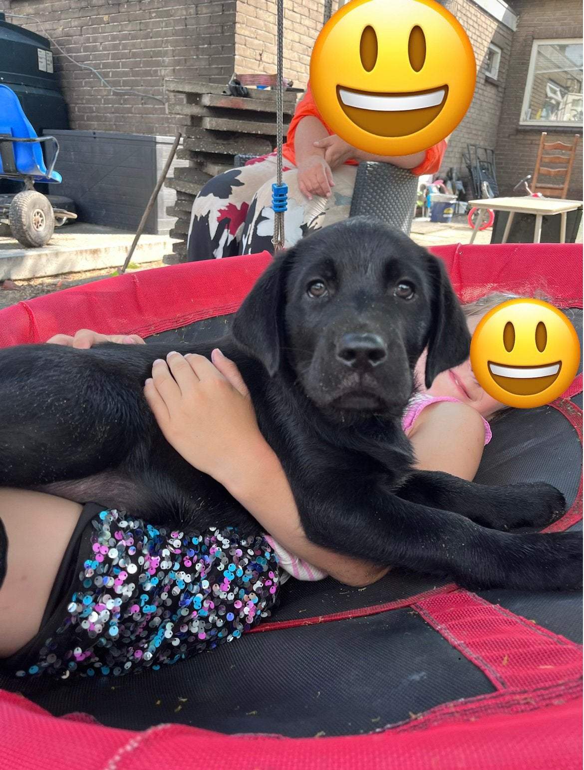 Lieve reu pups kruising, 8 tot 15 weken, Meerdere, Nederland, Particulier