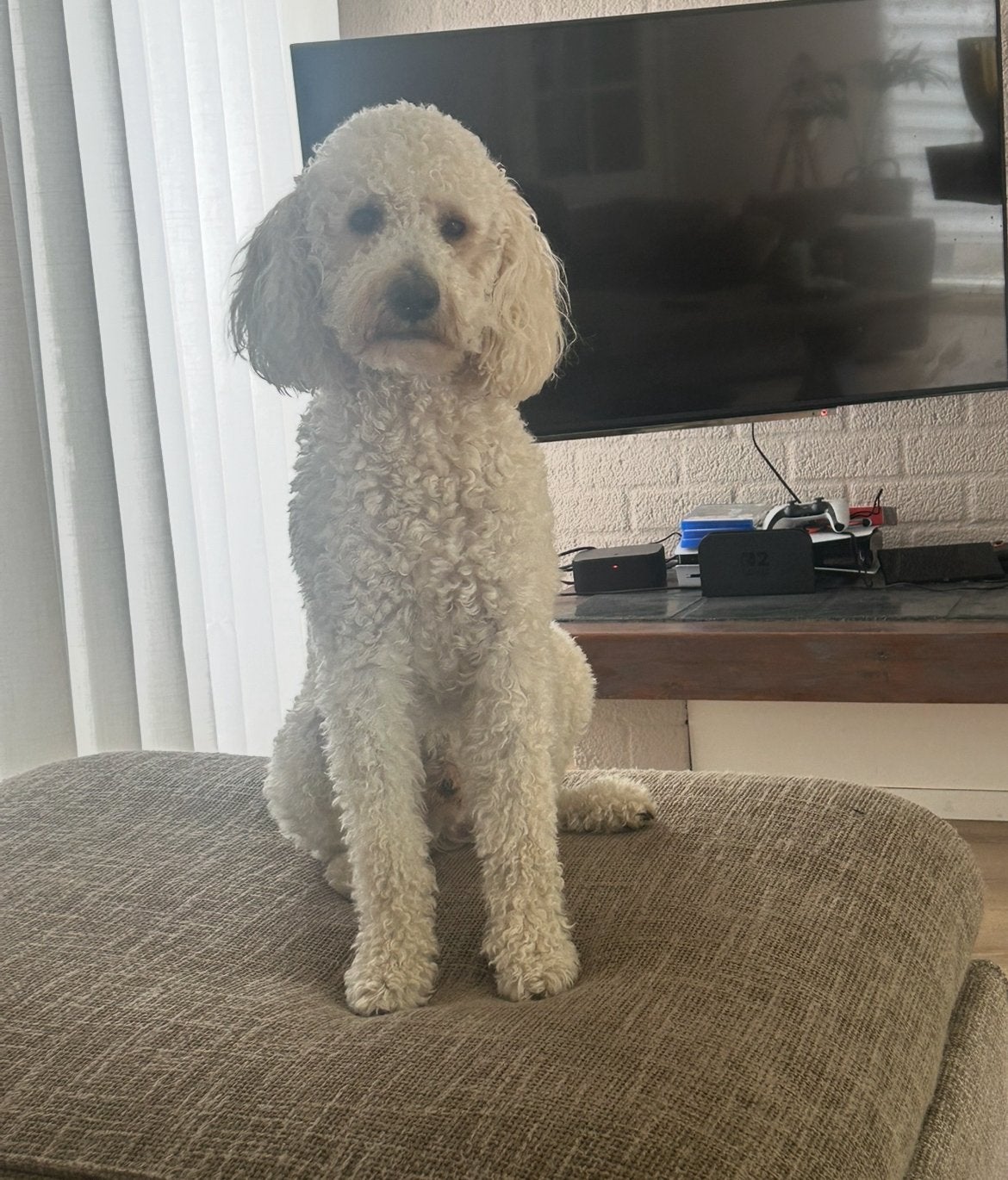Deukreu aangeboden, Reu, 1 tot 2 jaar, Parvo, Eén hond