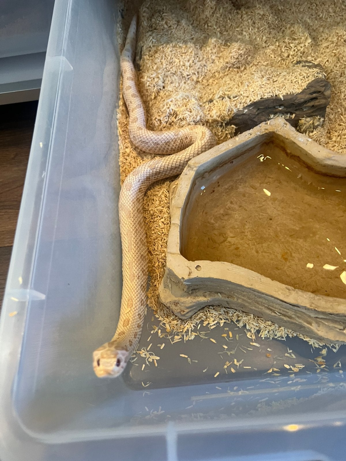 Heterodon nasicus complete kweekgroep– 13 dieren + Alurack Hognose Snake - male for sale from Hejcollect