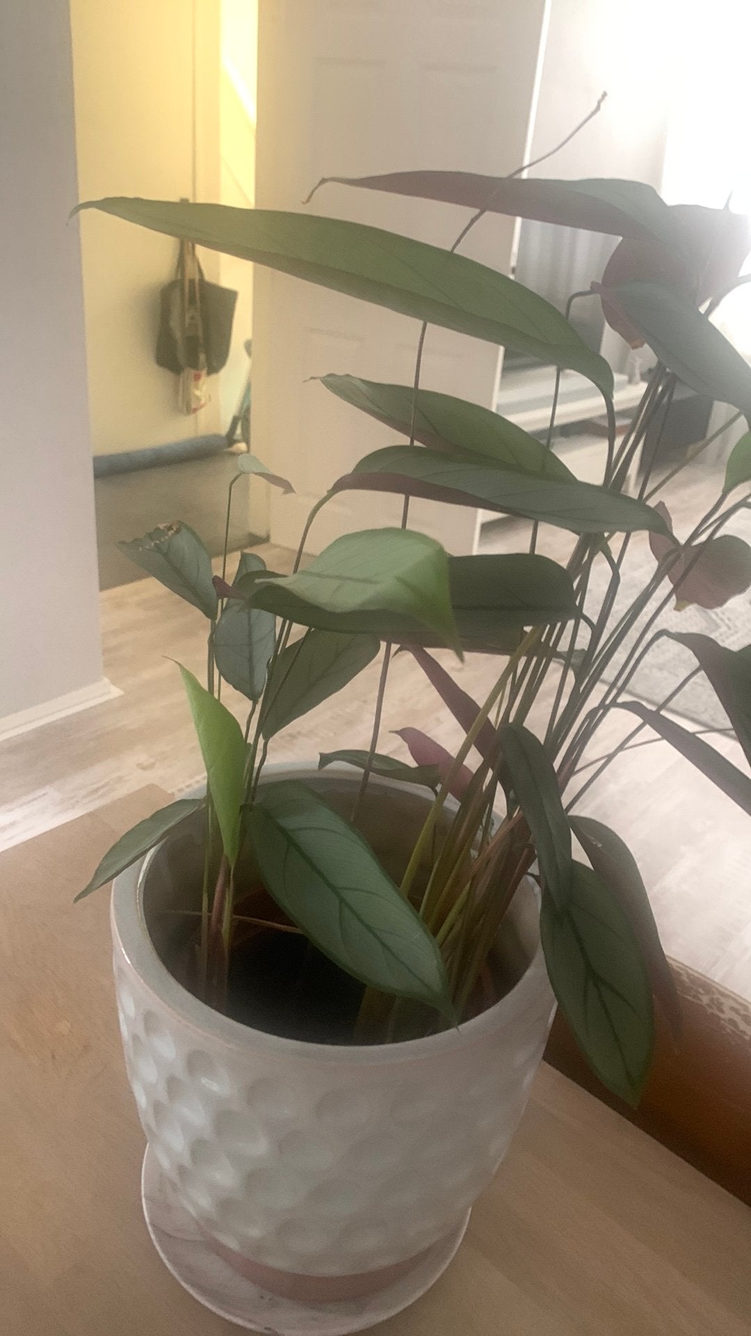 Plant, Ophalen of Verzenden, Halfschaduw, Minder dan 100 cm