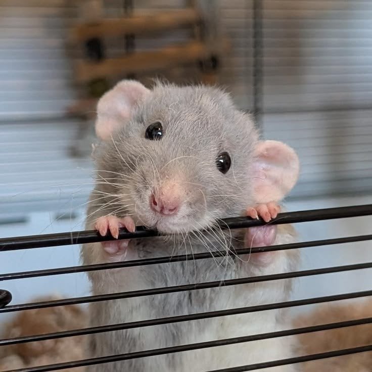 tamme ratten gezocht voor adoptie, Dieren en Toebehoren, Knaagdieren, Rat, Geslacht onbekend, Januari, Tam