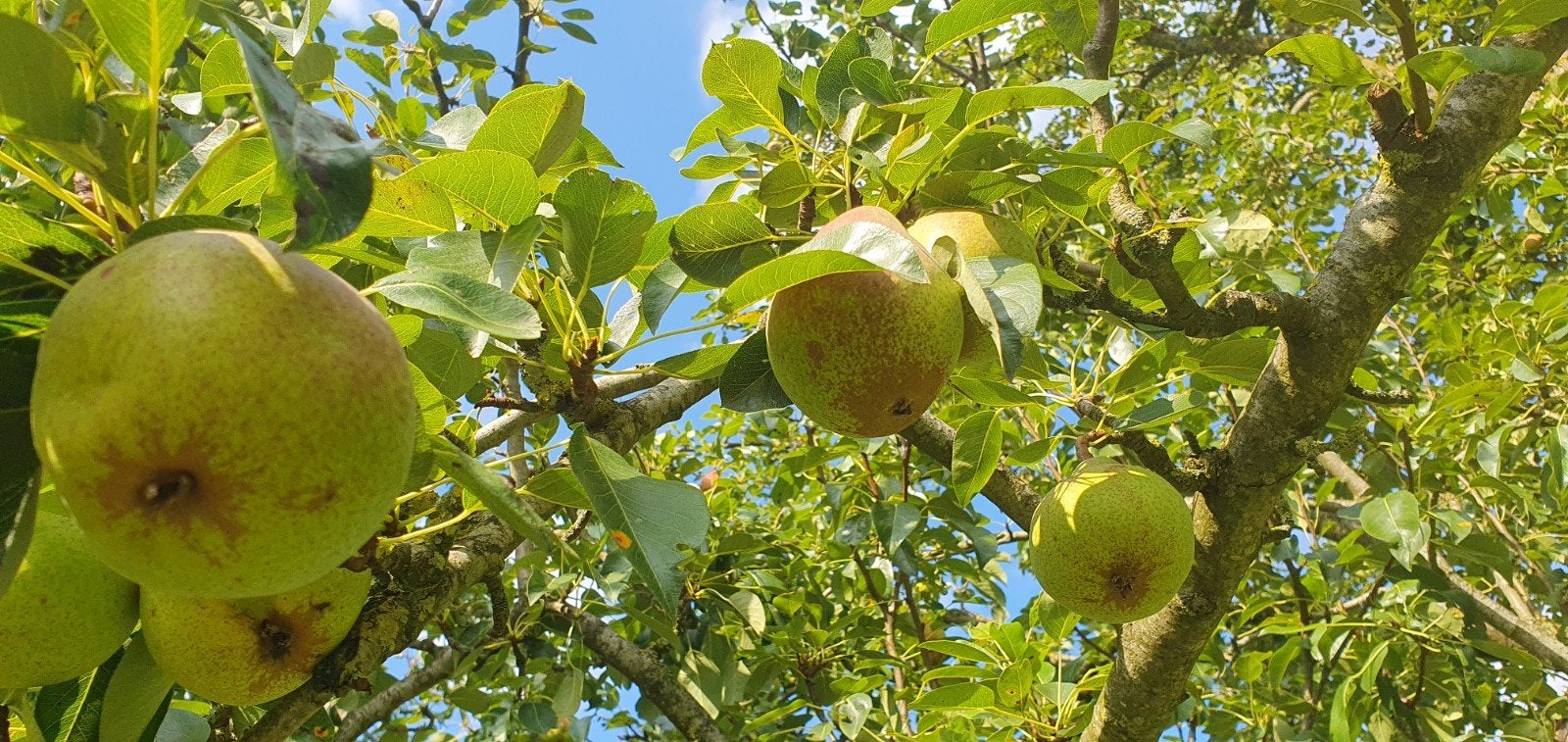 Verse handperen, Ophalen