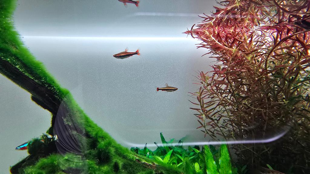 3x Potloodvisje en 2x African banded barb, Dieren en Toebehoren, Vissen | Aquariumvissen, Vis, Zoetwatervis, Schoolvis