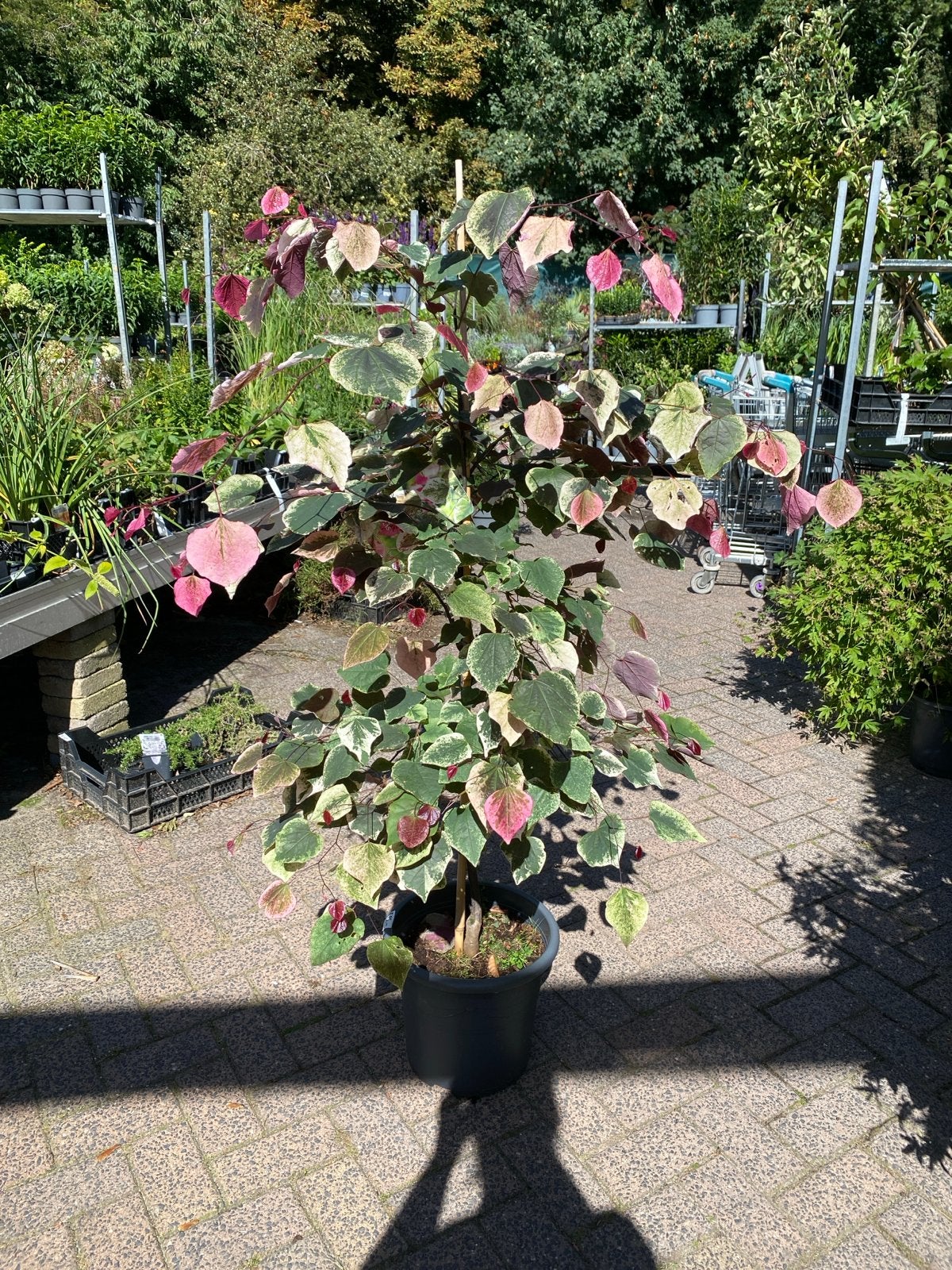 Cercis canadensis 'Carolina Sweetheart' - Judasboom, Volle zon, Vaste plant, Lente, Ophalen