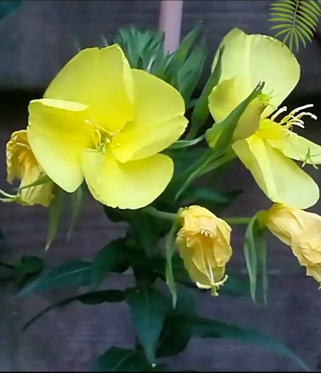 Teunisbloem zaden, Oenothera, Verzenden, Volle zon, Zaad