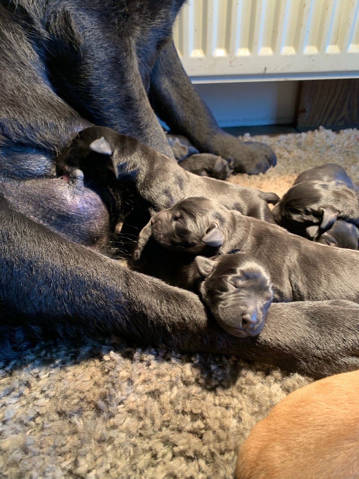 Alleen nog reutjes, Ouders stamboom. Mogen gelijk mee., Parvo, 8 tot 15 weken, Meerdere, Meerdere dieren