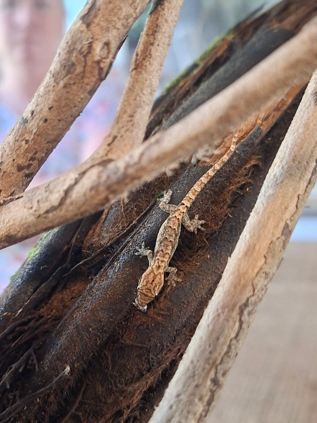 Rouwgekko 2 stuks voor €25,-, Overige soorten, 0 tot 2 jaar