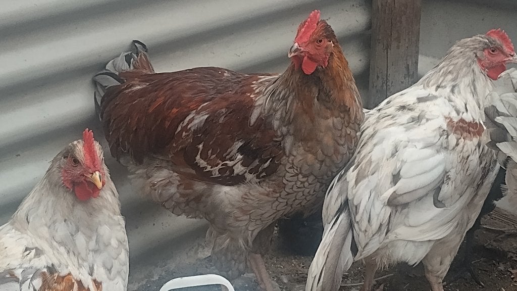 Prachtige zilver gezoomde Barnevelder haan, Mannelijk, Kip