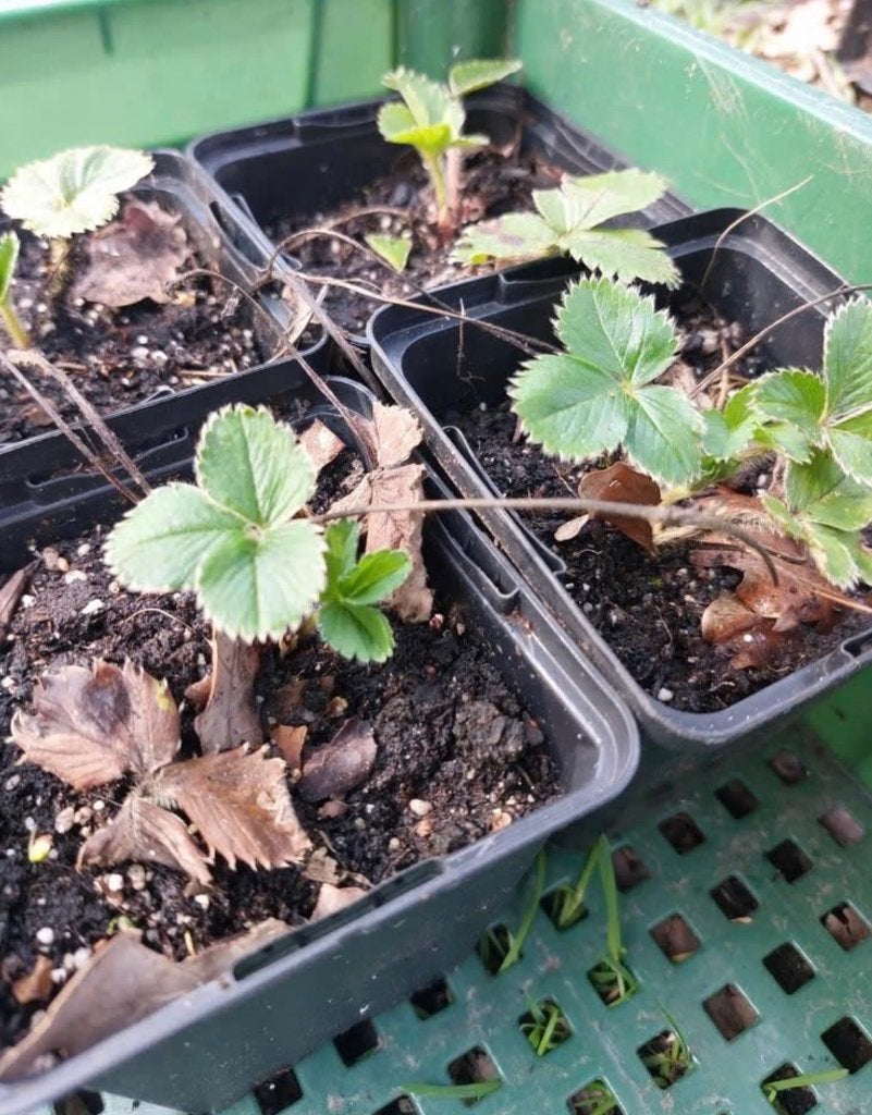 Jonge Aardbeien stekjes - Lambada, Elsanta, Malwina e.a, Ophalen, Volle zon, Vaste plant, Fruitplanten