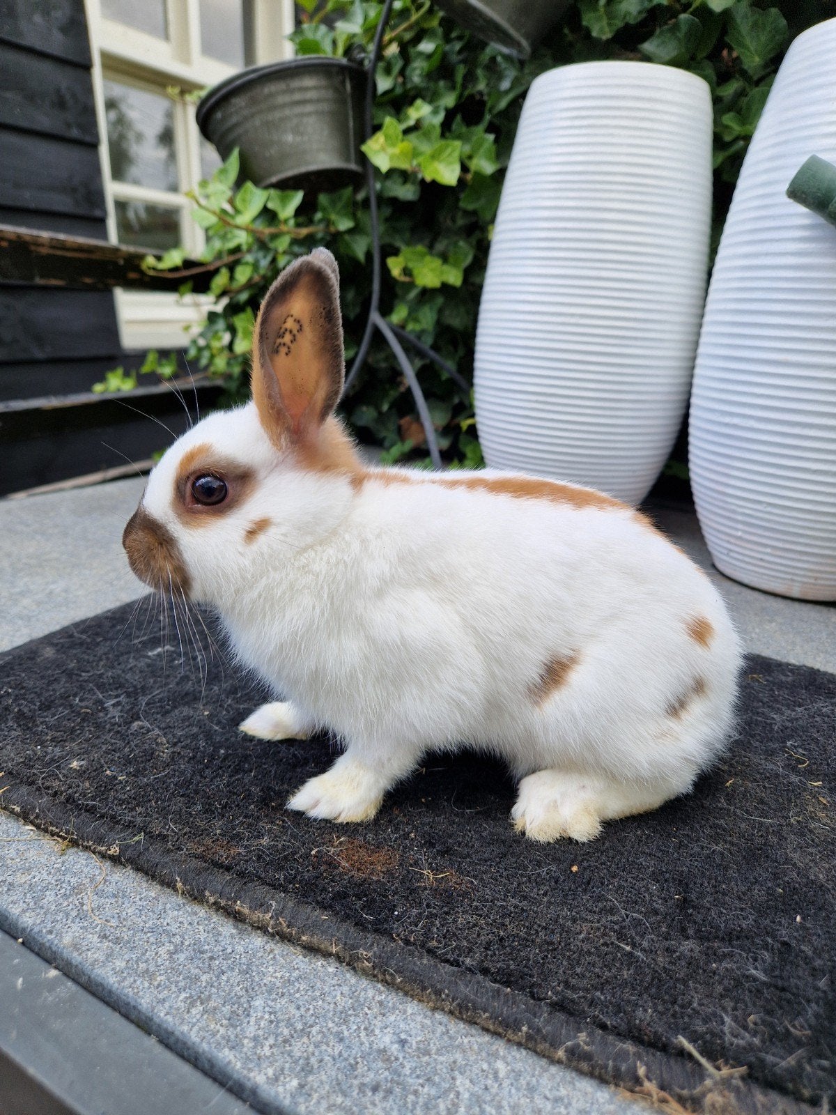 LotharingerDwerg  Rammetje, Dieren en Toebehoren, Konijnen, Mannelijk, Dwerg