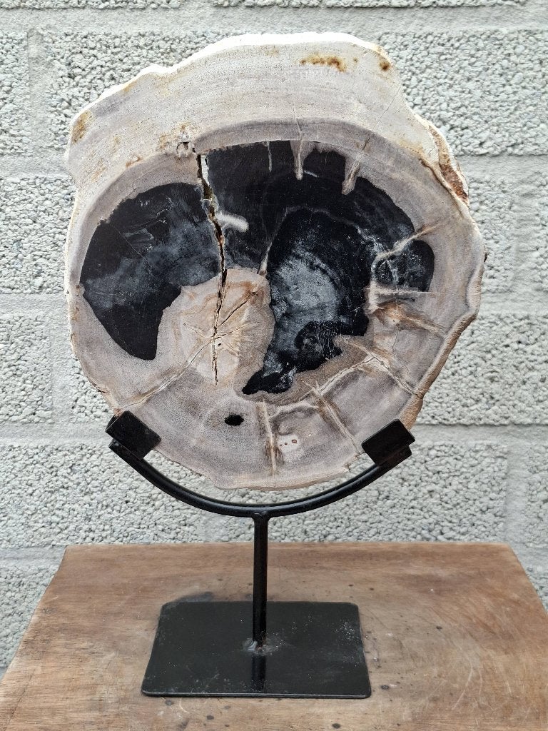 Versteend hout op standaard no F, Ophalen of Verzenden, Mineraal