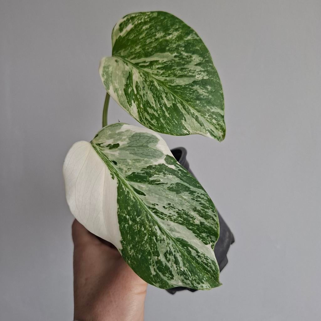 Monstera albo variegata plant, Huis en Inrichting, Kamerplanten, Ophalen of Verzenden, Halfschaduw, Minder dan 100 cm