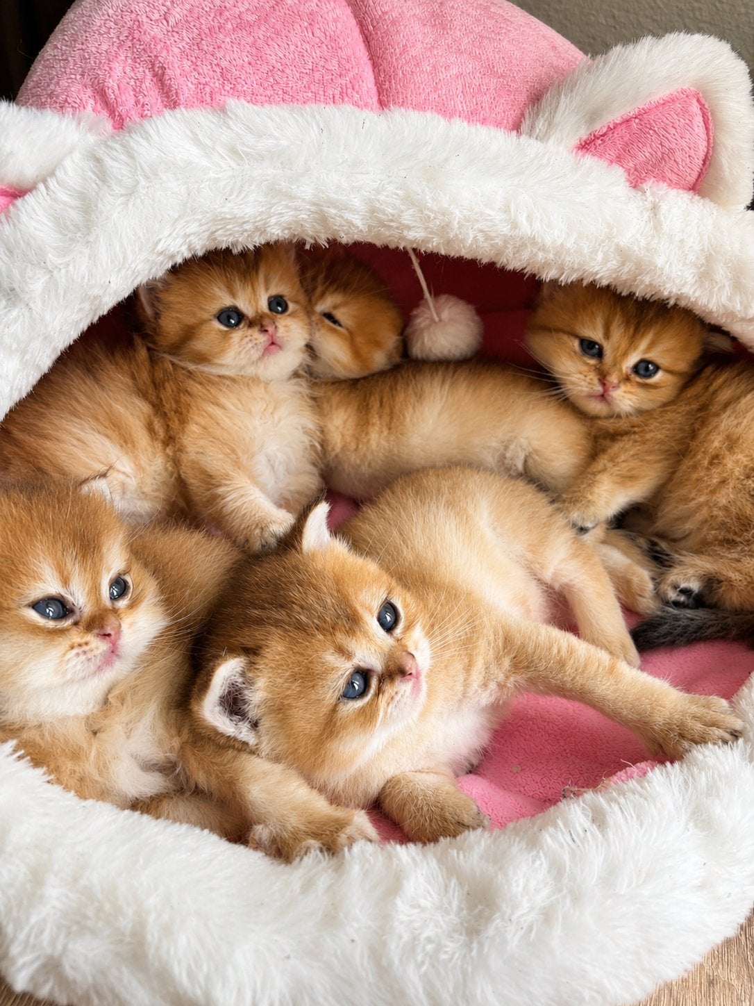 Britse Golden Shorthair & Longhair kittens €850, Meerdere dieren, 0 tot 2 jaar